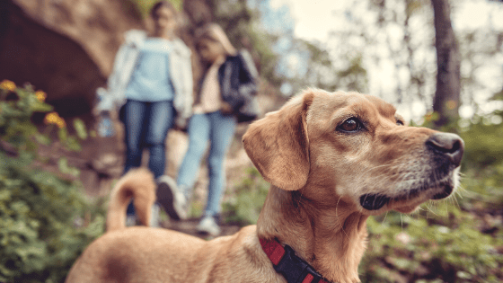 Fido’s Adventure: What You Need to Know About Bringing Your Dog to a National Park