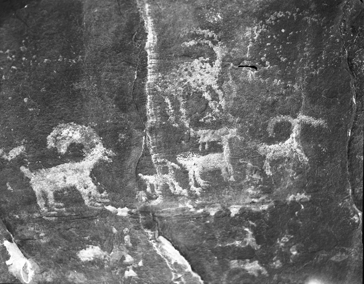 Petroglyphs of big horn sheep in Zion National Park 